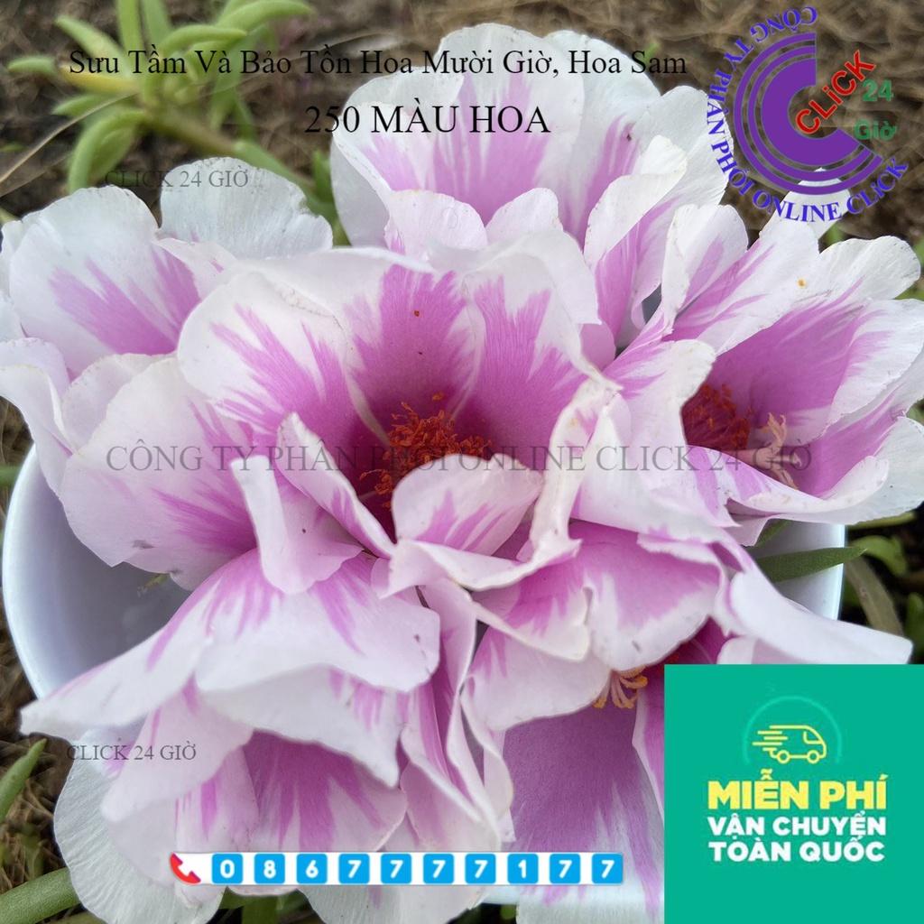 Combo Hoa Mười Giờ Mỹ Thái Kép Sam Đơn Dành Cho Người Sưu Tầm