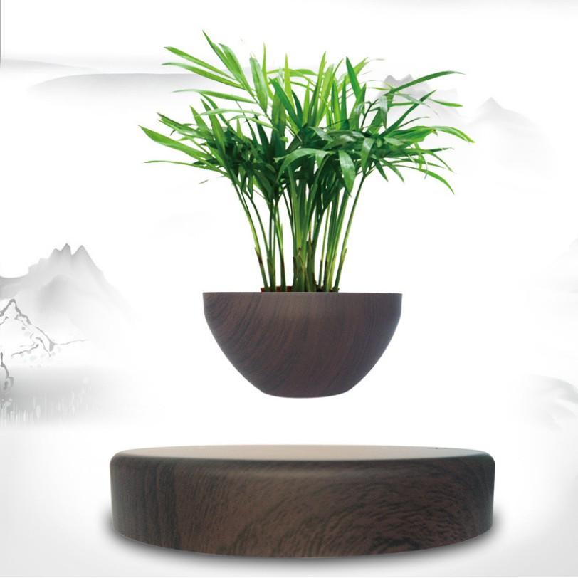 Cây bonsai bay lơ lửng vân gỗ Đen