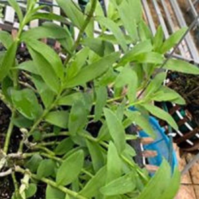 Hoa lan phi điệp-tím yên tử