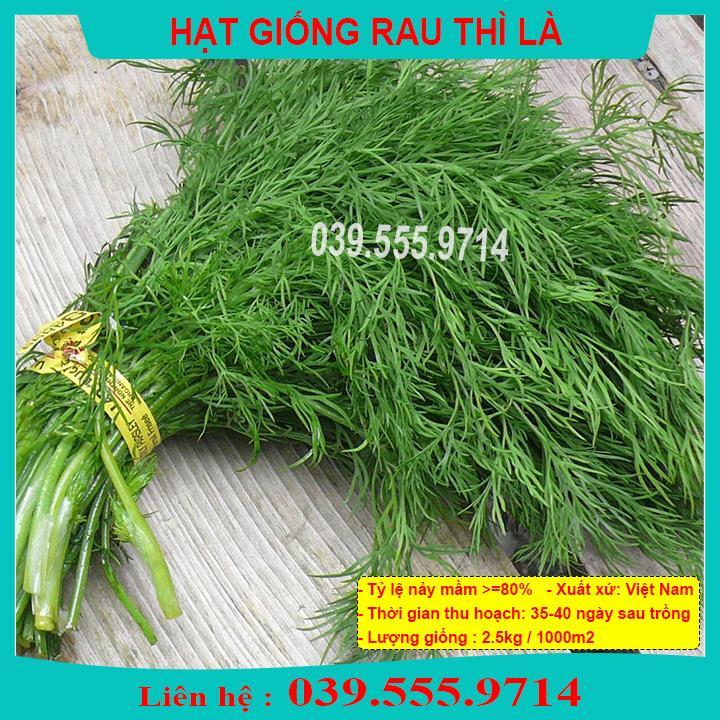 HẠT GIỐNG RAU THÌ LÀ - TỶ LỆ NẢY MẦM CAO