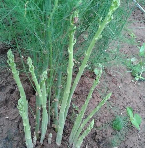 Combo 2 gói Hạt giống Măng Tây xanh dể trồng f1-gói 20 hạt-tặng kèm gói phân bón lót
