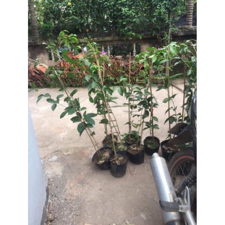 Cây Lan Tỏi_Hồng Anh chiết cành