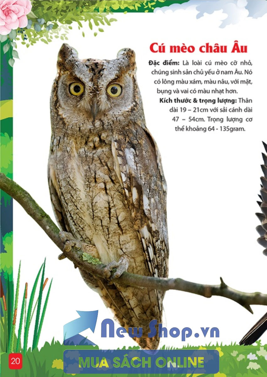 Khám Phá Động Vật 5 Châu - Châu Âu