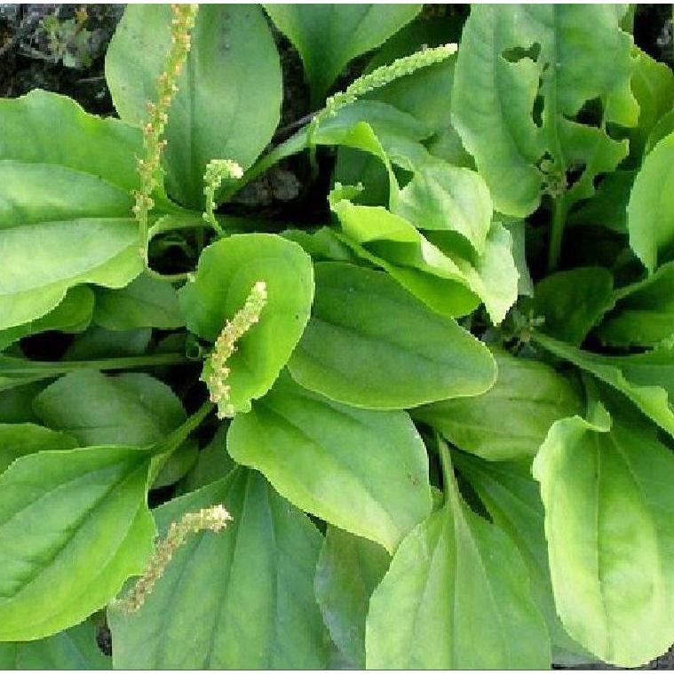 Hạt giống rau mã đề KNS3104 - Gói 1gram