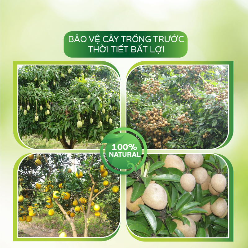 Chế Phẩm Đặc Trị Bệnh Xì Mủ, Thối Rễ, Thán Thư, Sương Mai, Nấm Hồng, Rụng Hoa Trên Cây Trồng - AT Vaccino Tím 500ml