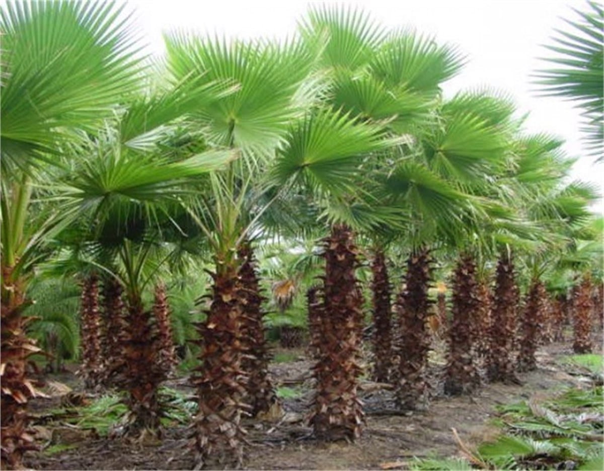 Cây giống Cọ Chỉ chuẩn giống