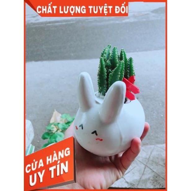 Chậu Xương Rồng Thanh Sơn Thỏ Trắng