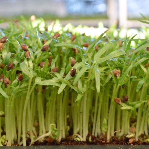 Combo 2 gói Hạt Giống Mầm Rau Muống Thái Lan-gói 50 gram