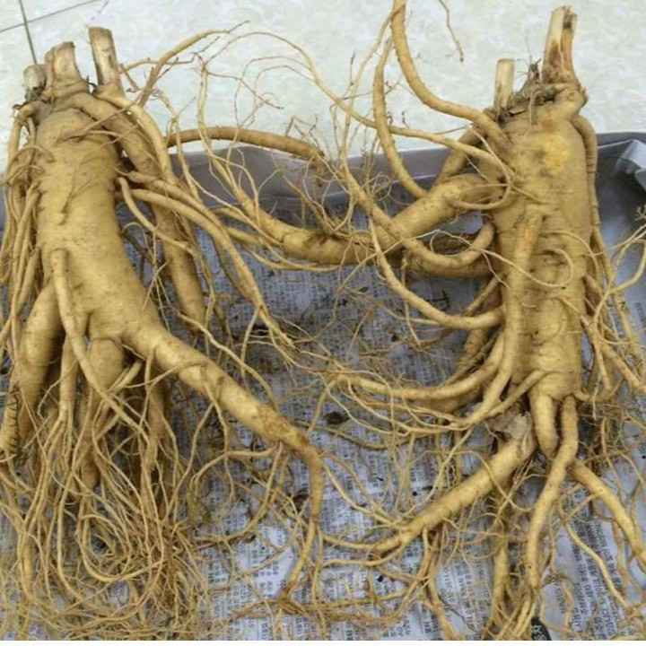 10 Gói Hạt Giống Nhân Sâm Hàn Quốc