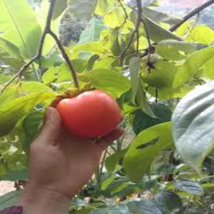 Cây giống hồng đỏ cây giống chuẩn F1 cho năng suất cao
