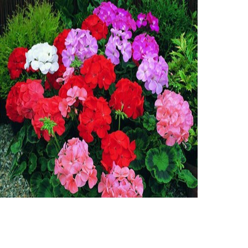 2 Gói Hạt Giống Hoa Phong Lữ Thảo