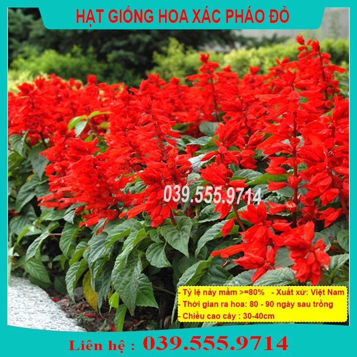 HẠT GIỐNG HOA XÁC P.H.Á.O ĐỎ - DỄ TRỒNG DỄ CHĂM