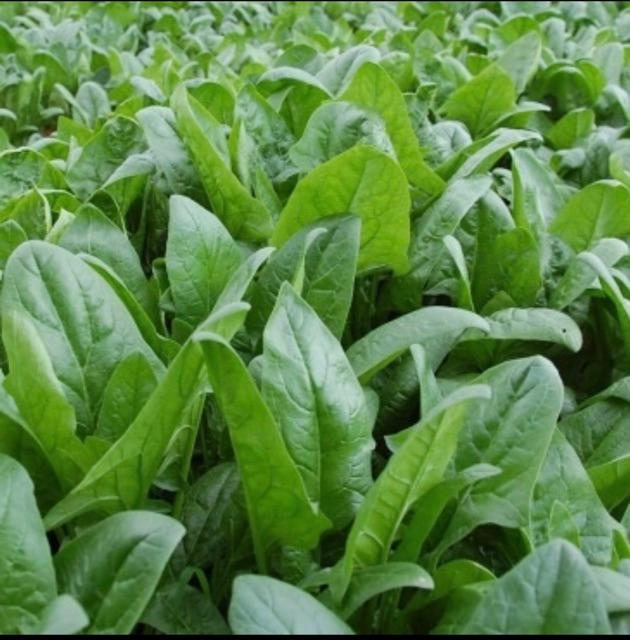 Hạt giống rau cải bó xôi, rau chân vịt gói 20g