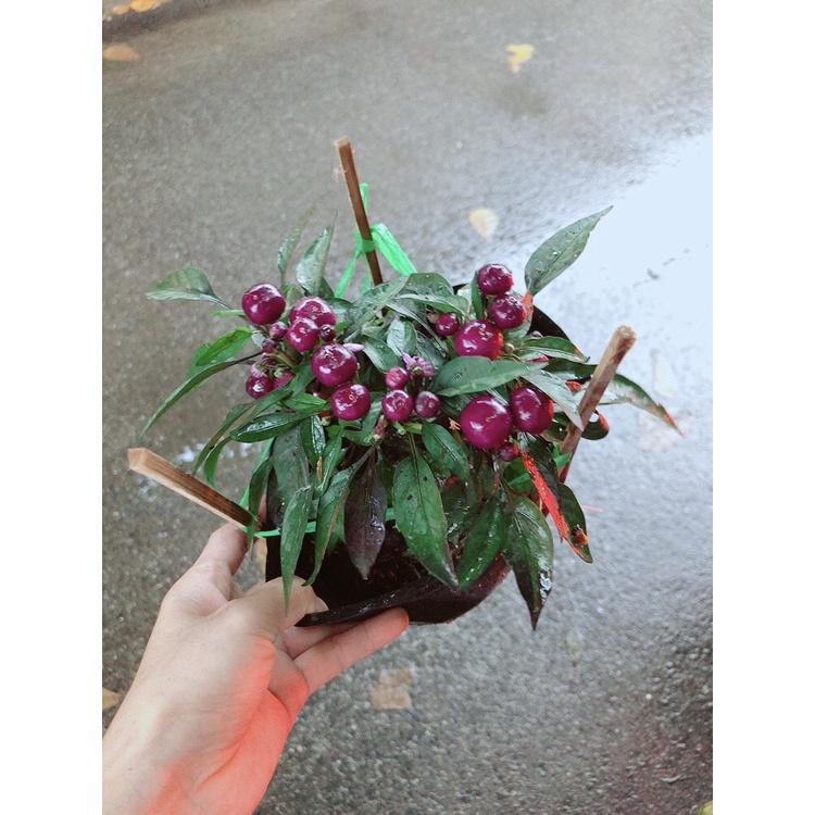 Chậu Ớt Tím- cây giống