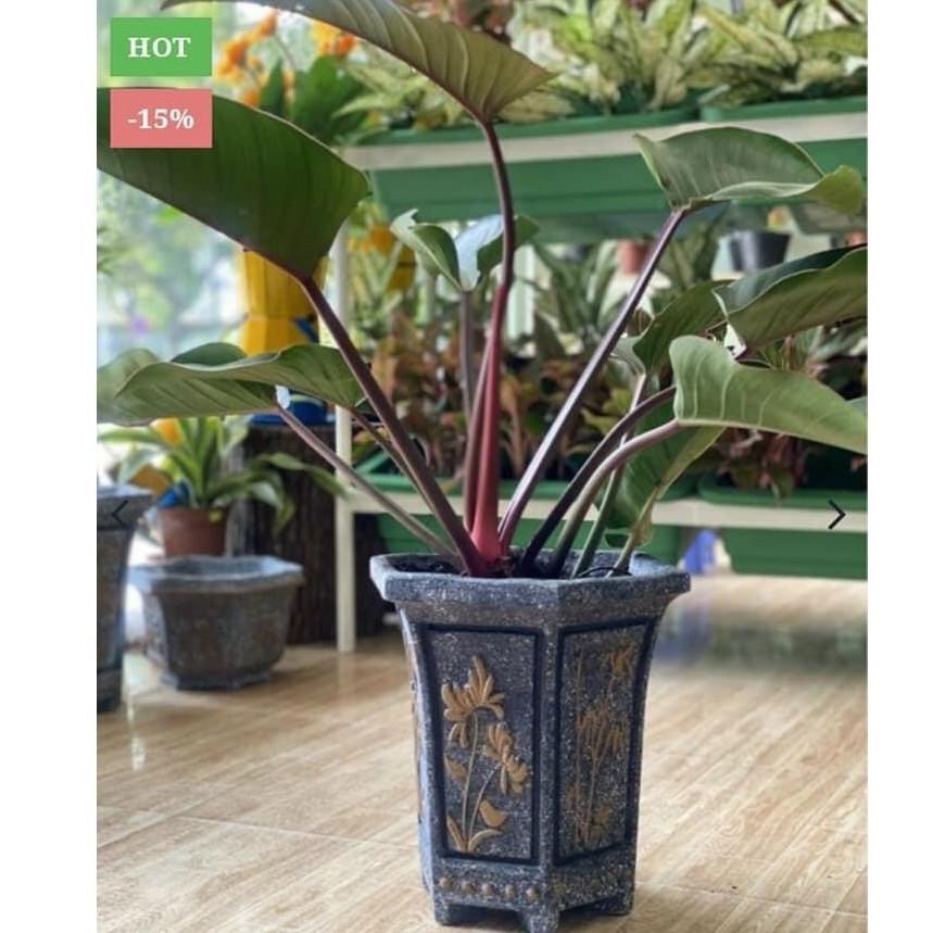 Khuôn chậu lục giác ống cao 22