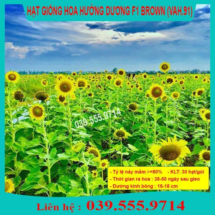 HẠT GIỐNG HOA HƯỚNG DƯƠNG BROWN DỄ TRỒNG, DỄ CHĂM