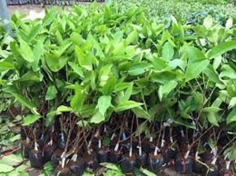 GIỐNG ROI ĐỎ THÁI LAN sai quả ngọt mát - Cây giống chuẩn F1
