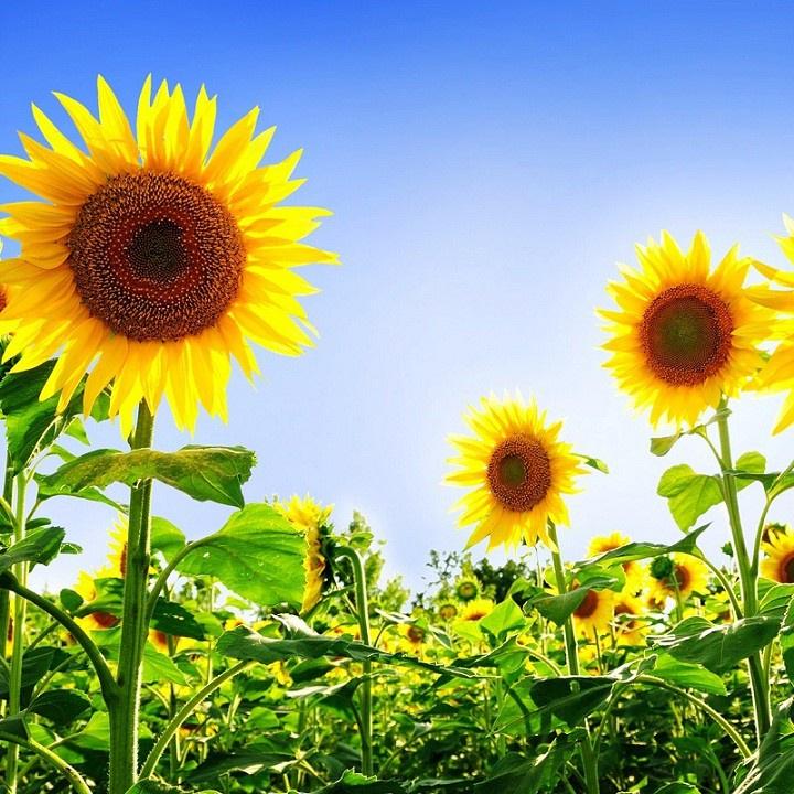 Hạt giống hoa hướng dương cắt cành KNS3638 - gói 30 hạt