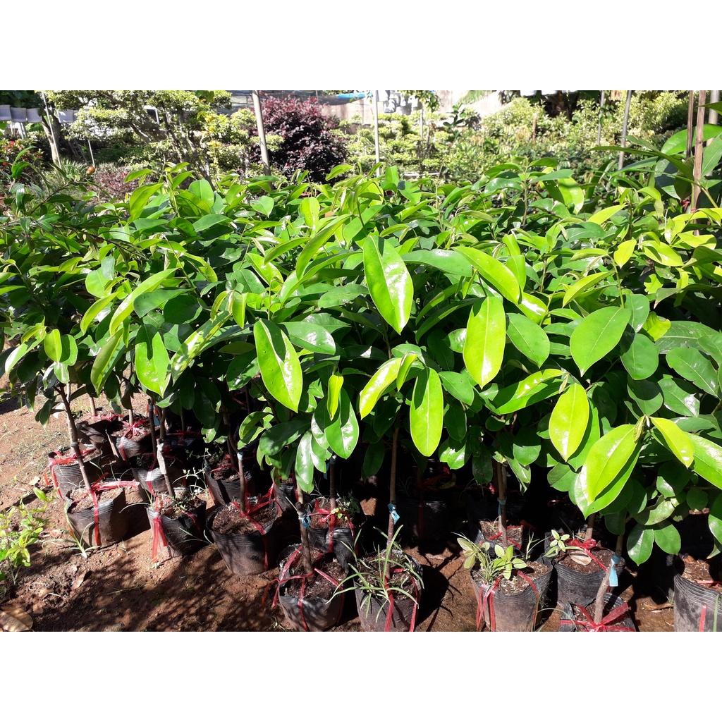 Cây giống Mãng cầu xiêm Thái TRỒNG CHẬU ()