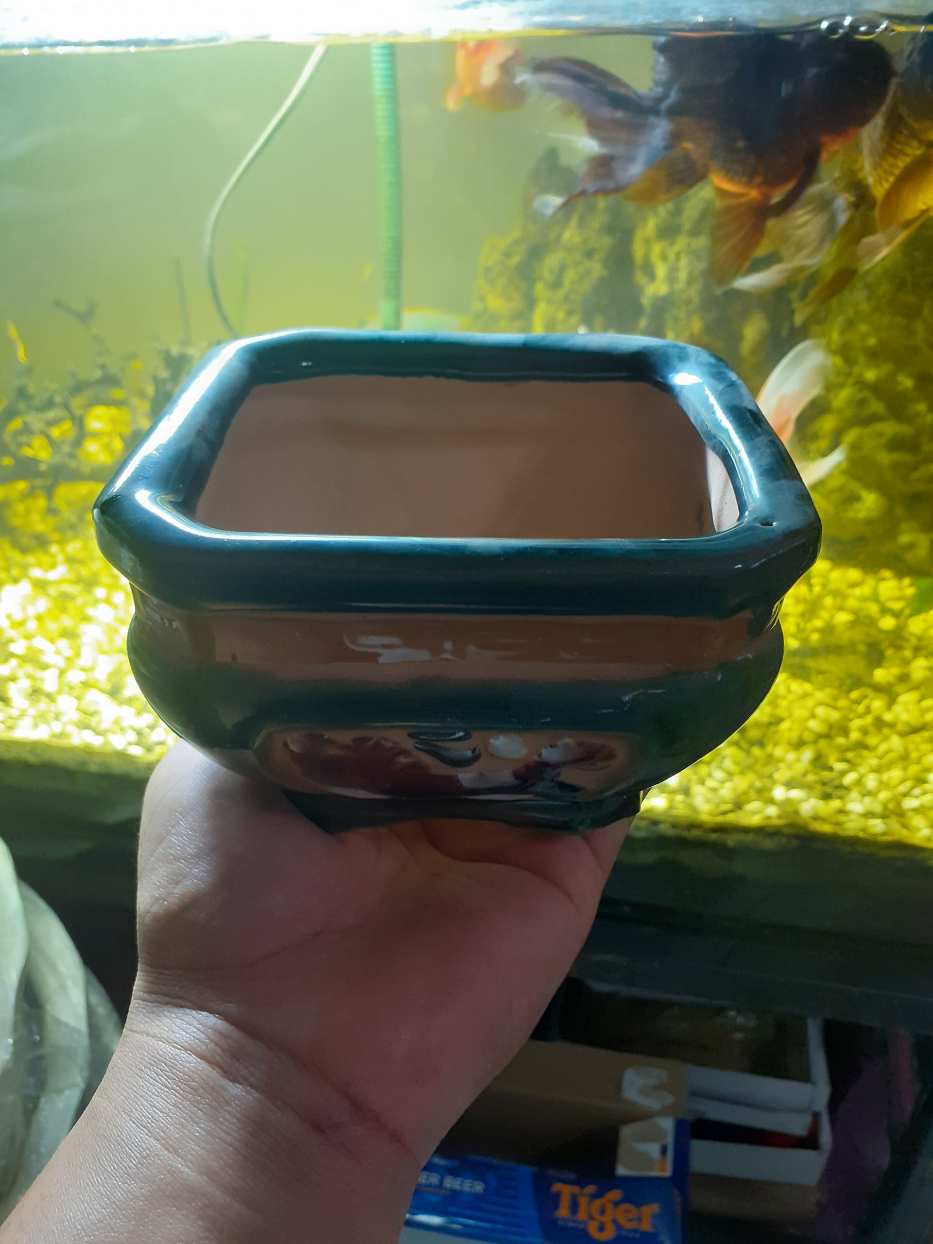 Chậu Bonsai mini màu ngọc bích vua sư tử