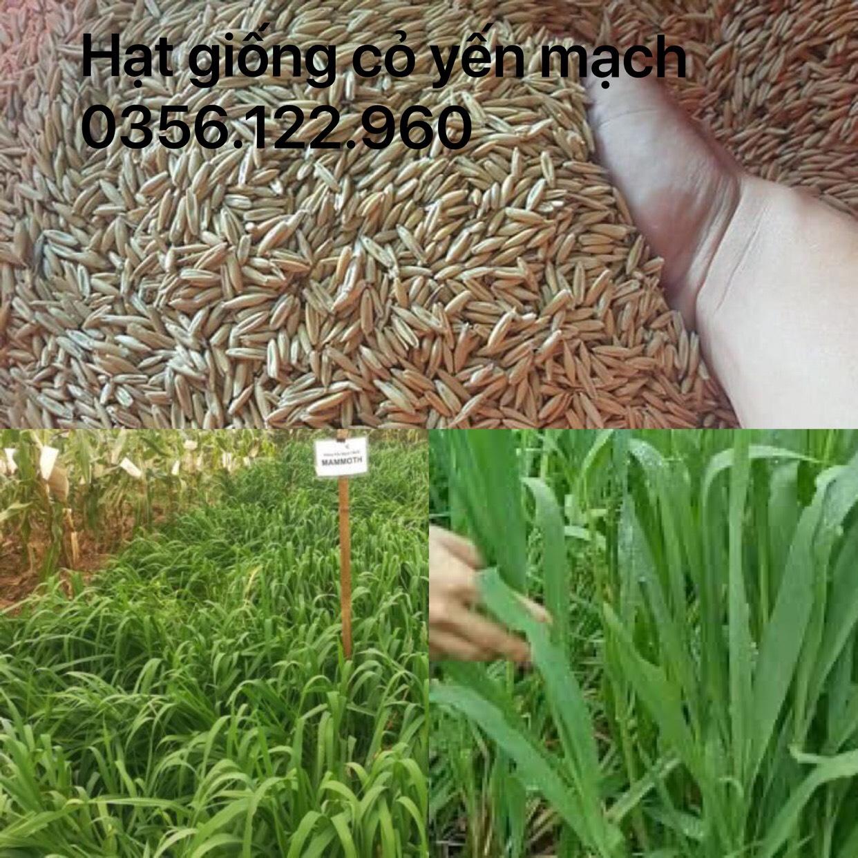 Hạt giống cỏ yến mạch  - cỏ chịu lạnh , chịu sương muối trồng trong chăn nuôi gói 100g