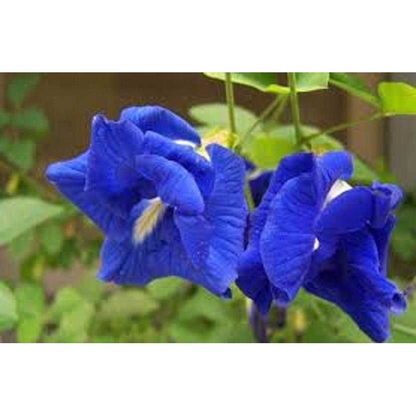 CHẬU HOA ĐẬU BIẾC - GIAO HÀNG CẢ CHẬU
