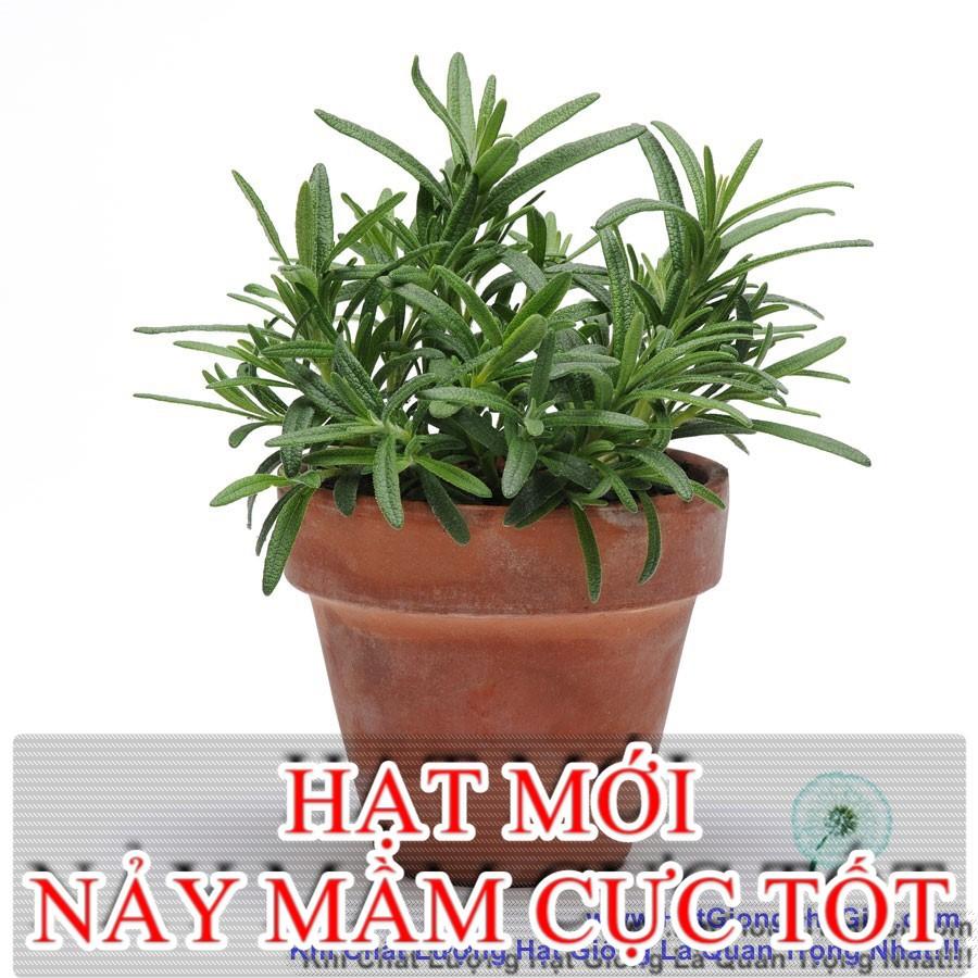 10h Hạt Giống Hương Thảo Rosemary (B3.202| C25*W50)