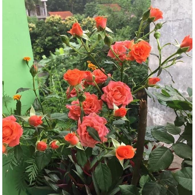 Cây Hoa Hồng Tỉ Muội + Tặng phân bón cho cây mau lớn