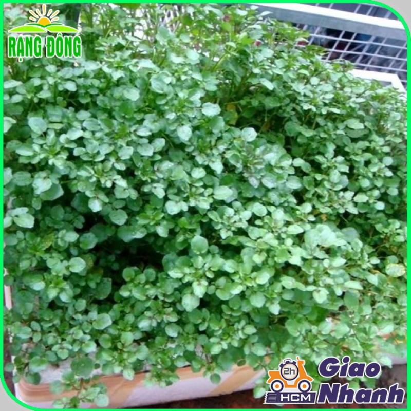 Hạt giống Xà Lách Xoong Sinh Trưởng Khỏe, Trồng Quanh Năm - Hạt Giống Rạng Đông