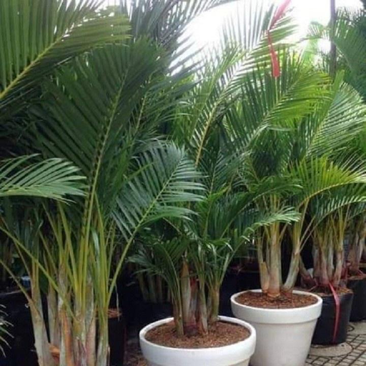 CAU LỤA V ÀNG , CHẬU CÂY ĐẸP THANH LỌC KHÔNG KHÍ