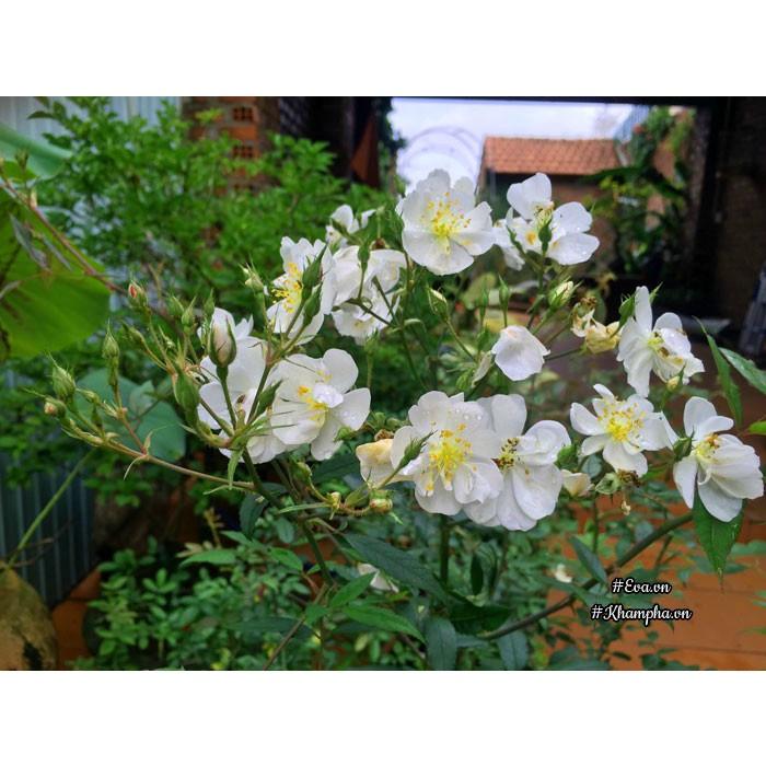 Hoa hồng ngoại Darlow's Enigma Rose trắng chùm tinh khôi