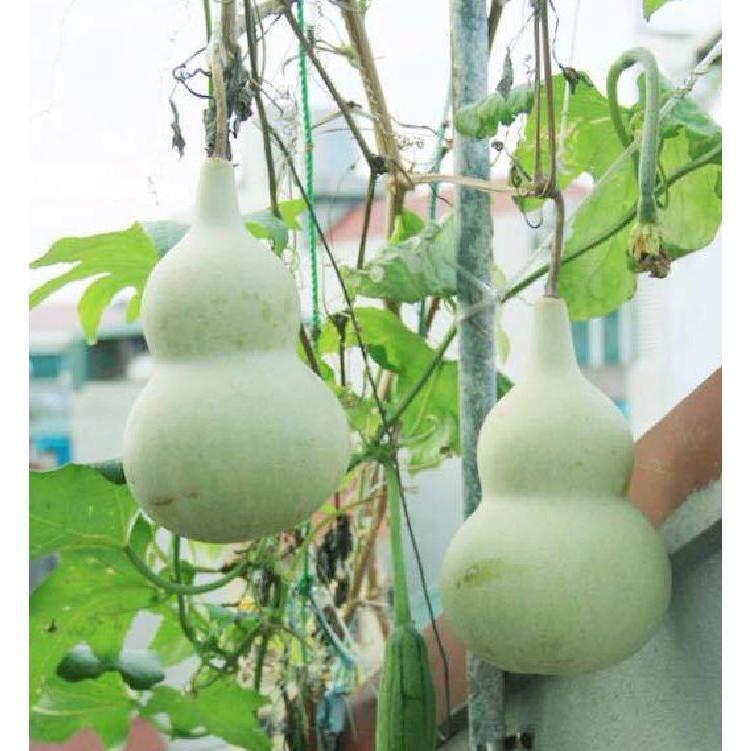 Hạt giống quả bầu hồ lô cao sản F1 - 1 gói 10 hạt