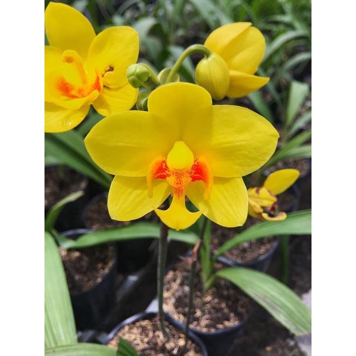ĐỊA LAN CHU ĐỈNH VÀNG- bầu cây giống