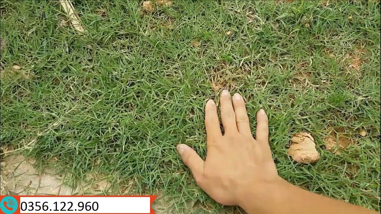 50g Hạt giống cỏ Barmuda - cỏ sân vườn, công trình, chăn nuôi