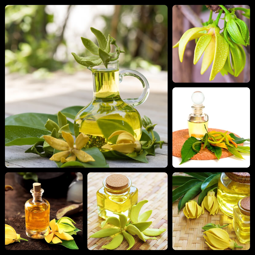 Tinh dầu Ngọc Lan Tây 10ml Mộc Mây - tinh dầu thiên nhiên nguyên chất 100% - chất lượng và mùi hương vượt trội