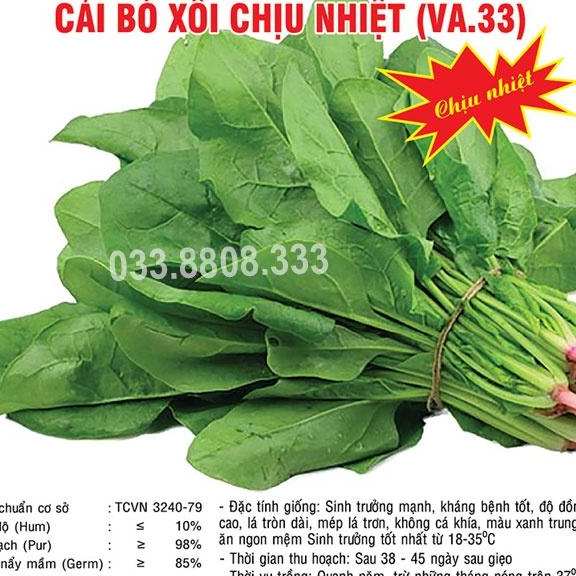 HẠT GIỐNG RAU CẢI BÓ XÔI 20G - TRỒNG RAU TẠI NHÀ