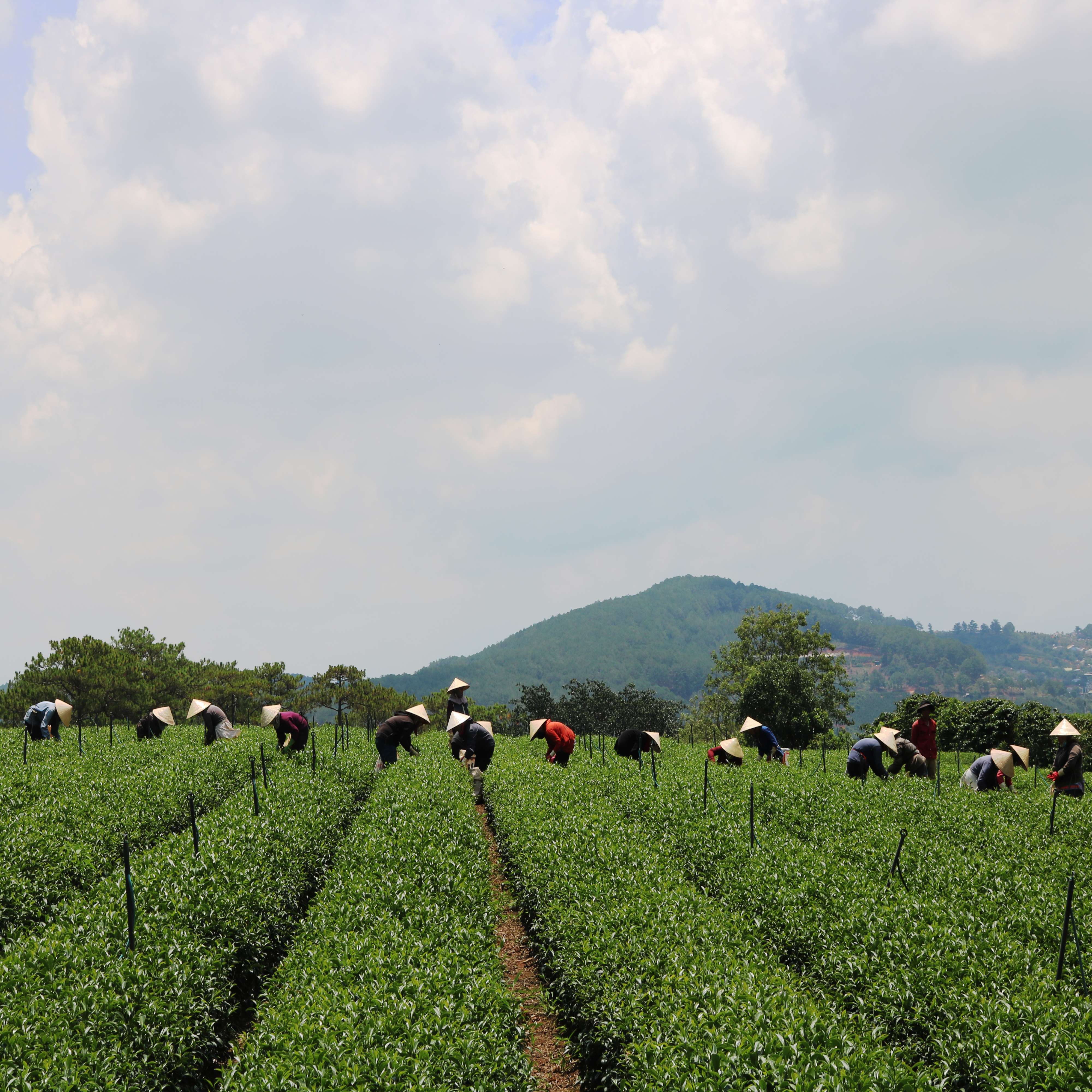 Trà Oolong  Kim Tuyên Cầu Đất Dalat Farm - Túi thiếc 100Gr