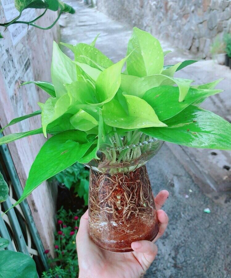 Chậu Cây Trồng Thuỷ Sinh 120k/Chậu