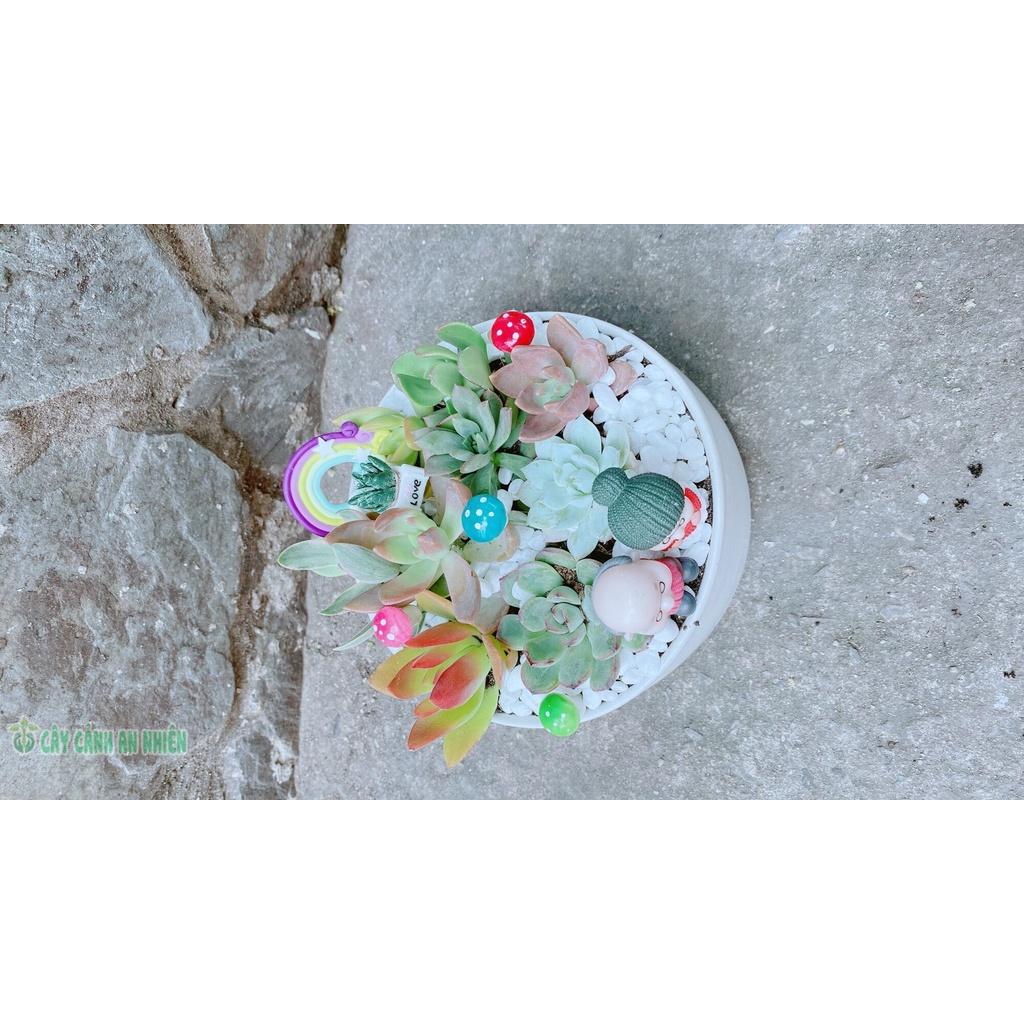 Chậu Cây Tiểu Cảnh mix đẹp