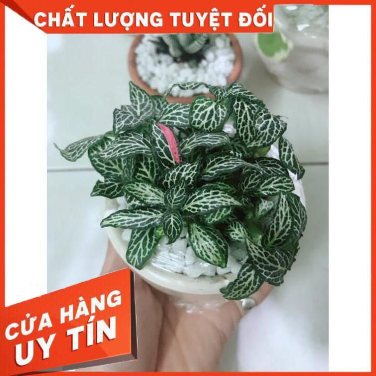 Combo hai chậu cây cẩm nhung xanh+đỏ Nhiều Người Mua