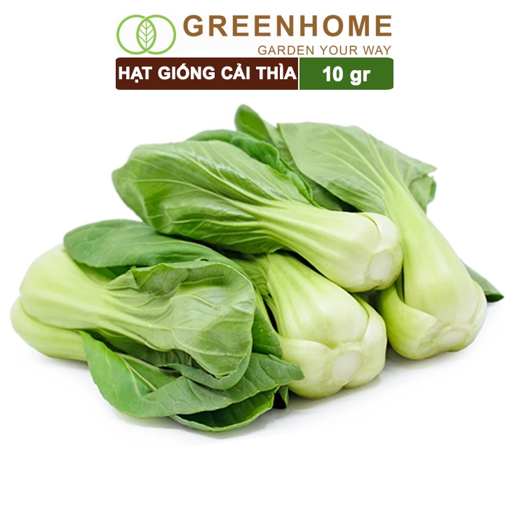 Hạt giống rau Cải thìa cao sản, gói 10gr, nẩy mầm khỏe năng suất cao R08 |Greenhome