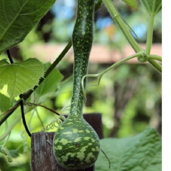 Combo 3 Hạt giống bầu thiên nga -tặng kèm gói phân bón lót