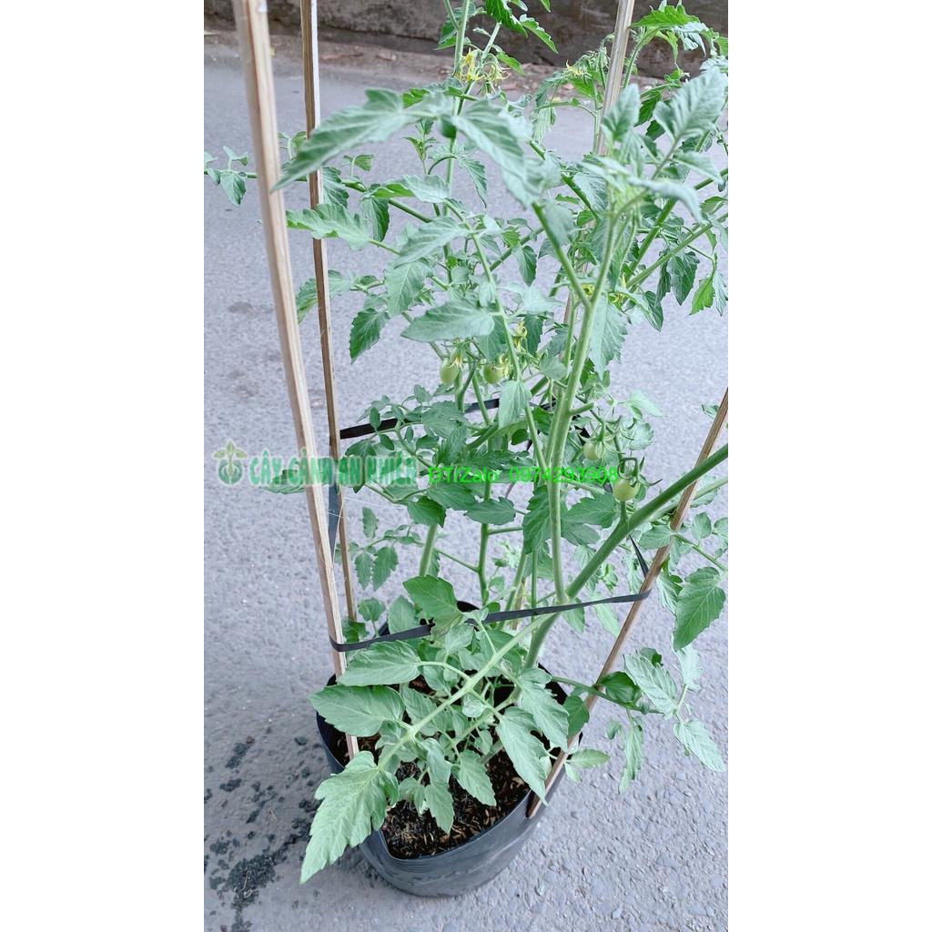 Cây Cà Chua Bi Cho Sai Trái