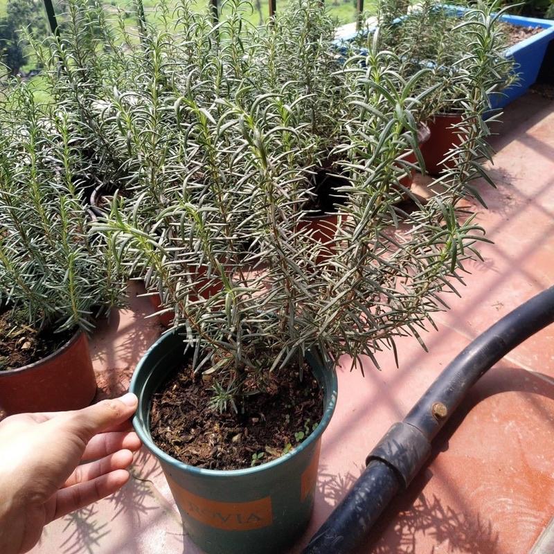 Cây hương thảo rất dễ trồng để trang trí, đuổi muỗi hay là gia vị