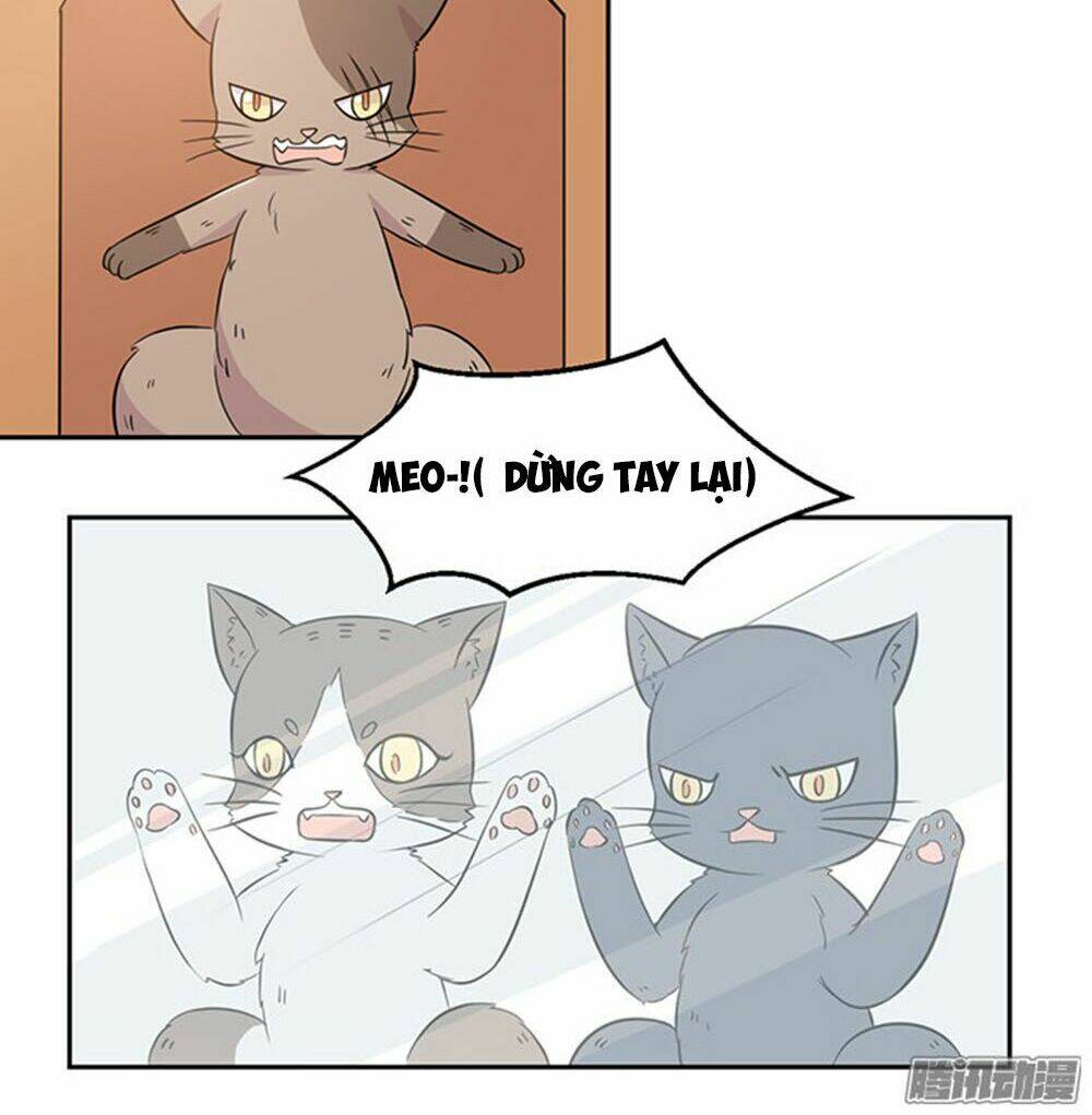 hai chú mèo totem chapter 22 9