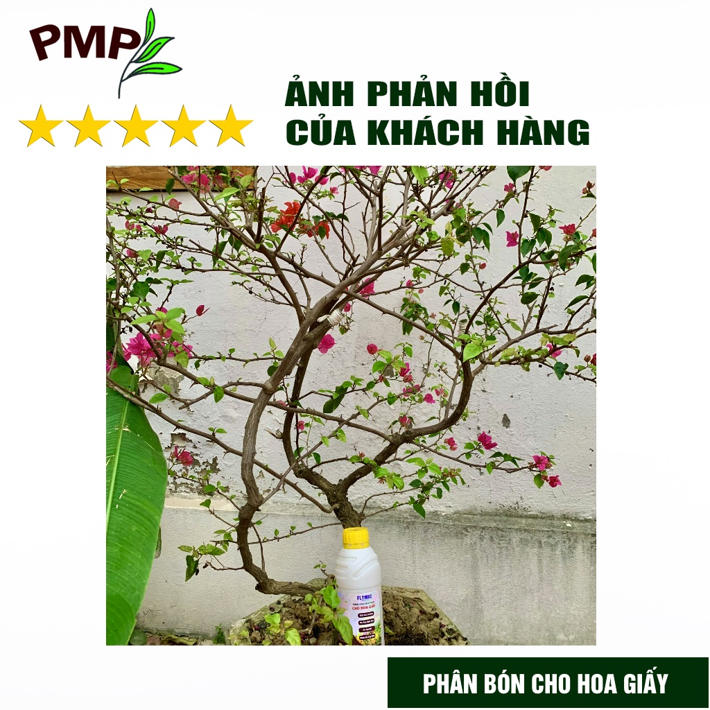 Phân bón hoa giấy Flymic PMP giúp kích hoa, lặp hoa nhanh, sai hoa, hoa nở đồng loạt chai 1 lít