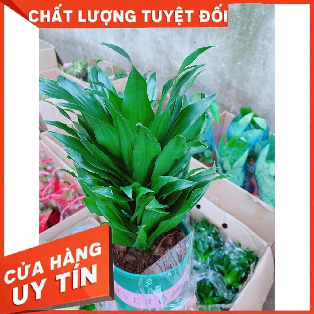 Phát Tài Nhật Nhiều Người Mua