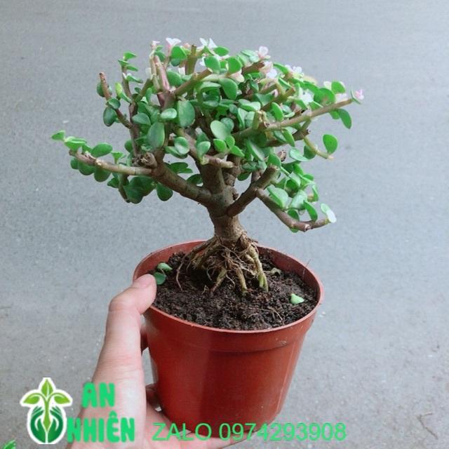 Đô La Thân Cổ Thụ