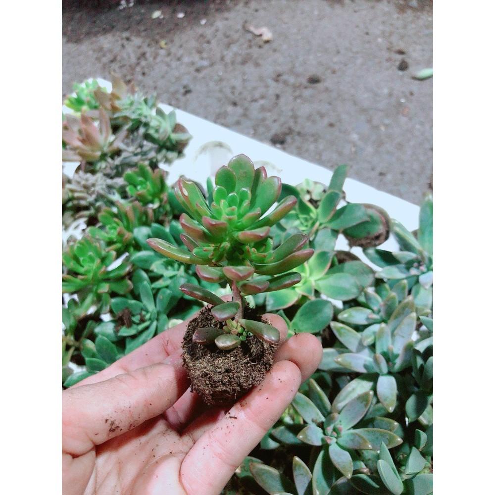 COMBO 12 CÂY SEN ĐÁ