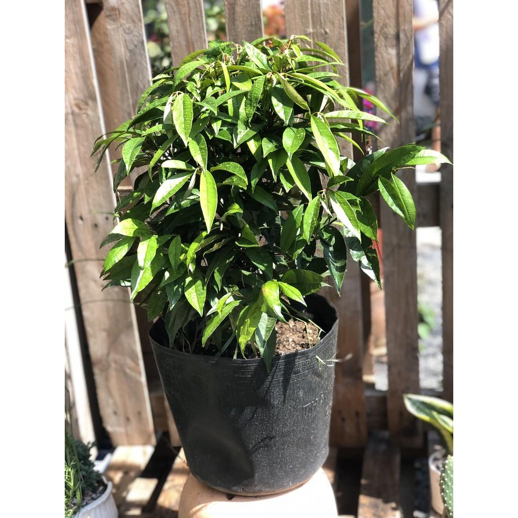 Cây Vú Sữa lò rèn Vĩnh Kim cao 70 - 90 cm